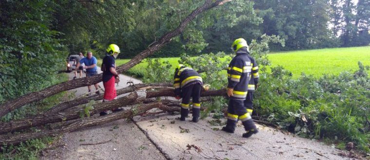 Baum über Straße 31.08.2018